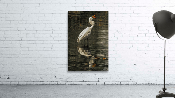 Egret fishing by Jim Radford