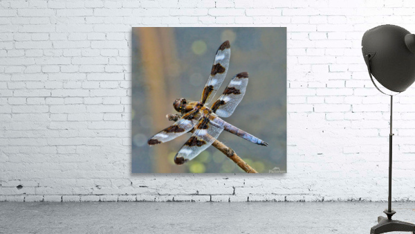  12-spot skimmer dragonfly by Jim Radford