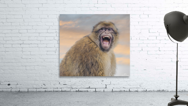  Barbary Macaques Monkey by Jim Radford