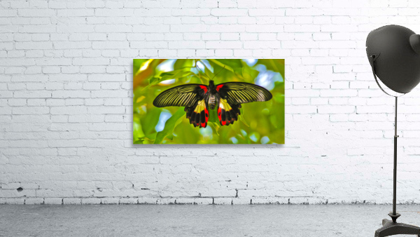 Scarlet Swallow Butterfly by Jim Radford