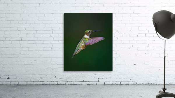 Ruby-throated hummingbird by Jim Radford