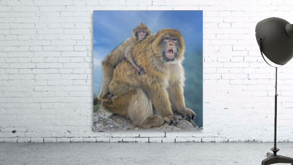 Barbary Macaques monkey by Jim Radford