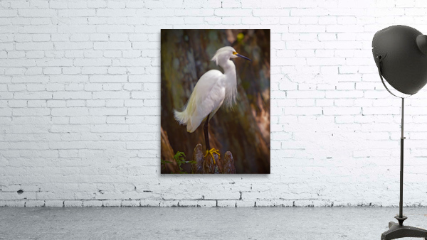 Great egret in Everglades by Jim Radford