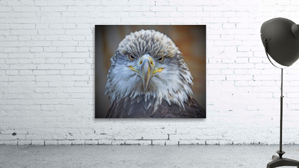 Bald Eagle by Jim Radford
