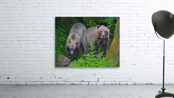 Alaskan Grizzly Bears by Jim Radford