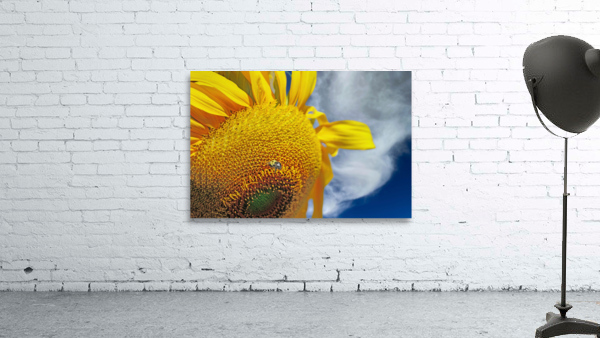 Bee on sunflower by Jim Radford