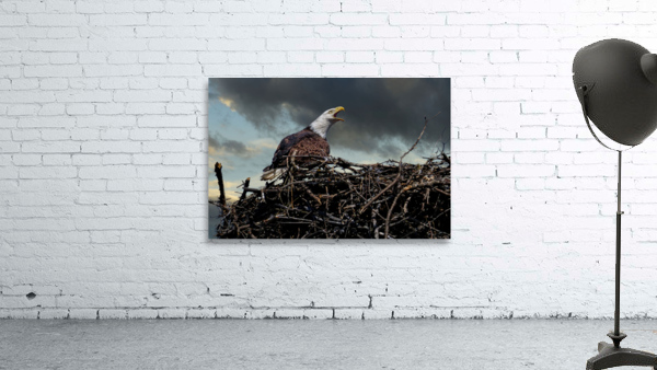 Eagle on nest by Jim Radford
