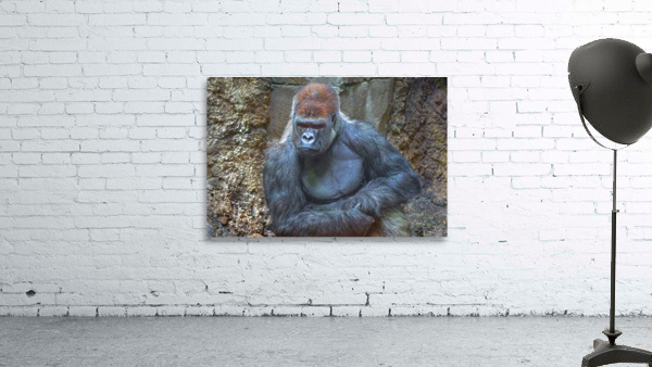 Lowland gorilla by Jim Radford