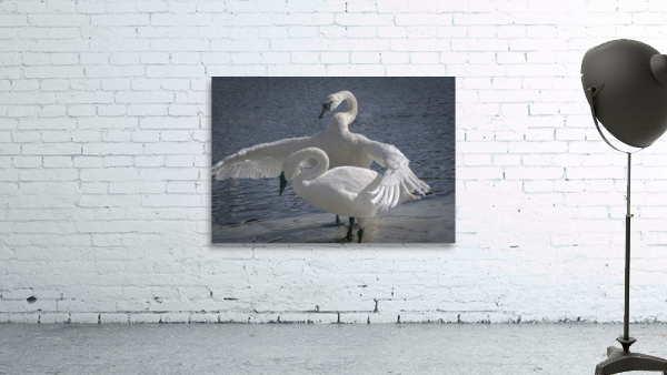 Comforting swan by Jim Radford