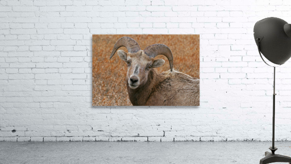 The look- bighorn sheep by Jim Radford