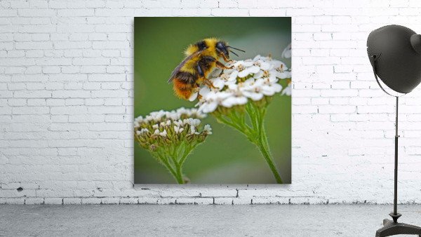 Honeybee on flower by Jim Radford