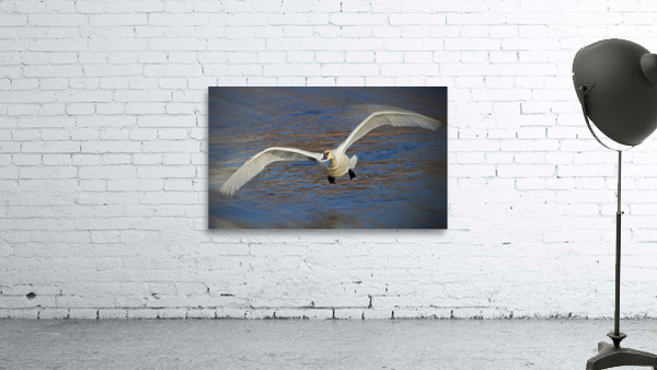 Wide wings of swan by Jim Radford