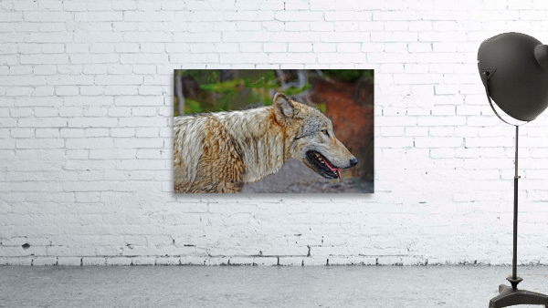 Wolf in the wild by Jim Radford