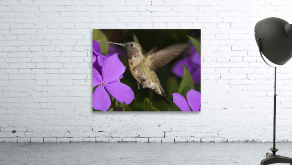 Hummer in the purple by Jim Radford