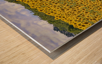 Sunflower field Wood print