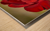 Red Tea Rose Wood print