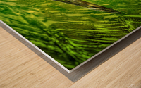  Reflections of sandhill crane  Wood print