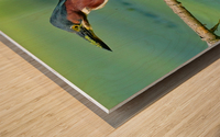 Green Heron hunting Wood print