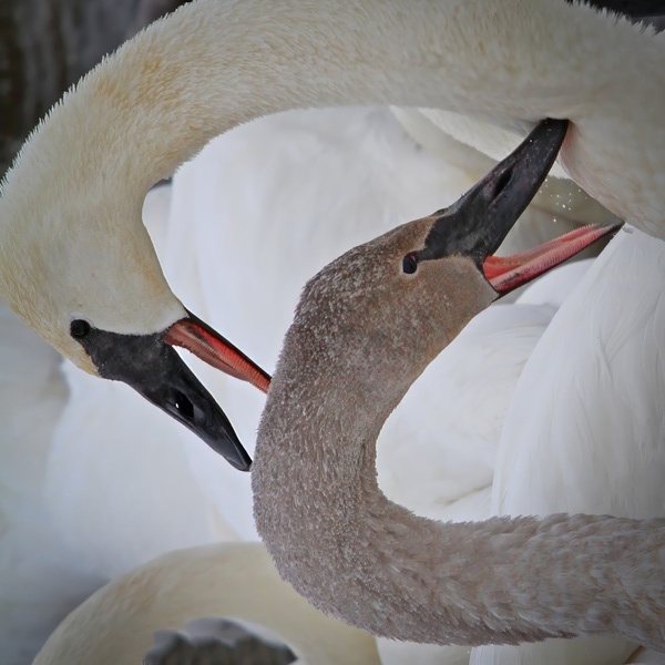 Pecking Swans by Jim Radford