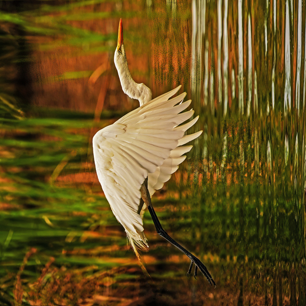 Egret in flight by Jim Radford
