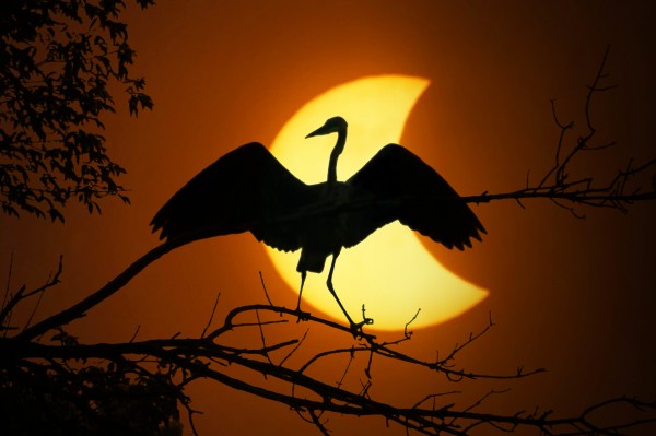 Egret Eclipse by Jim Radford