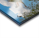 Three cranes a crusin Acrylic print