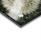 Dandelion Blow-ball Acrylic print