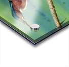 Green Heron hunting Impression Acrylique