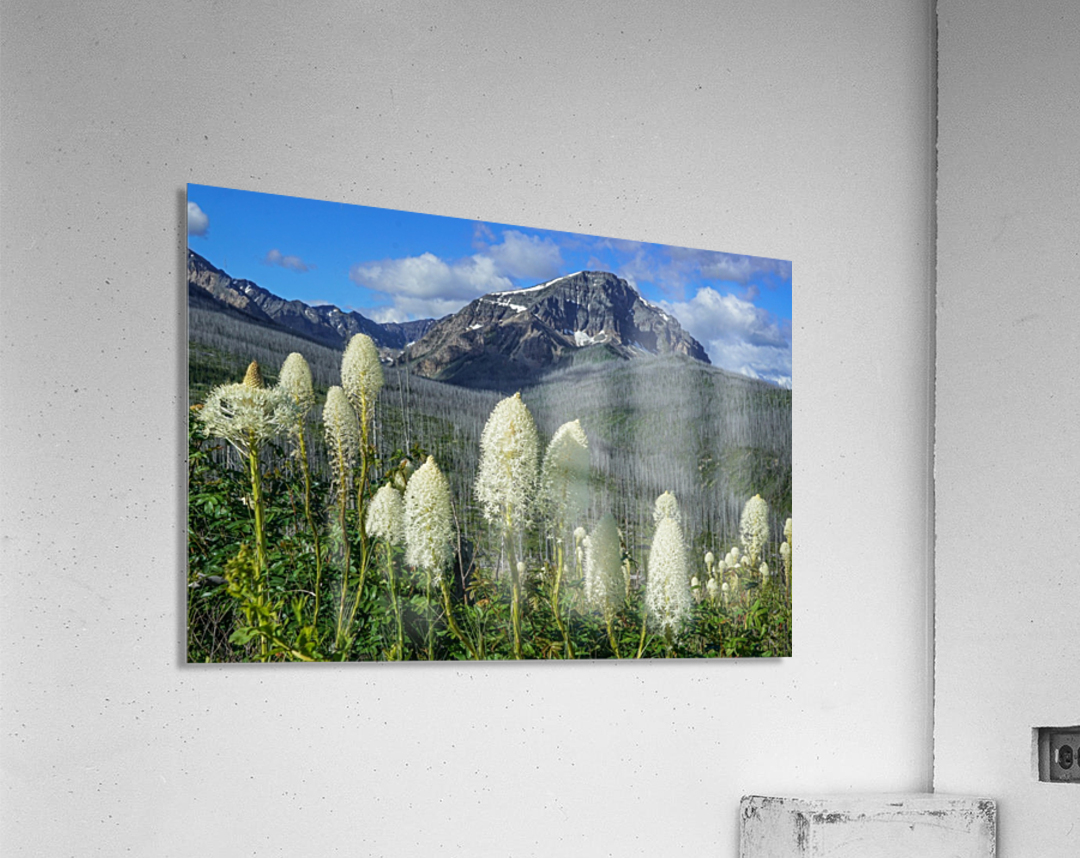 Bear Grass Fields  Acrylic Print 