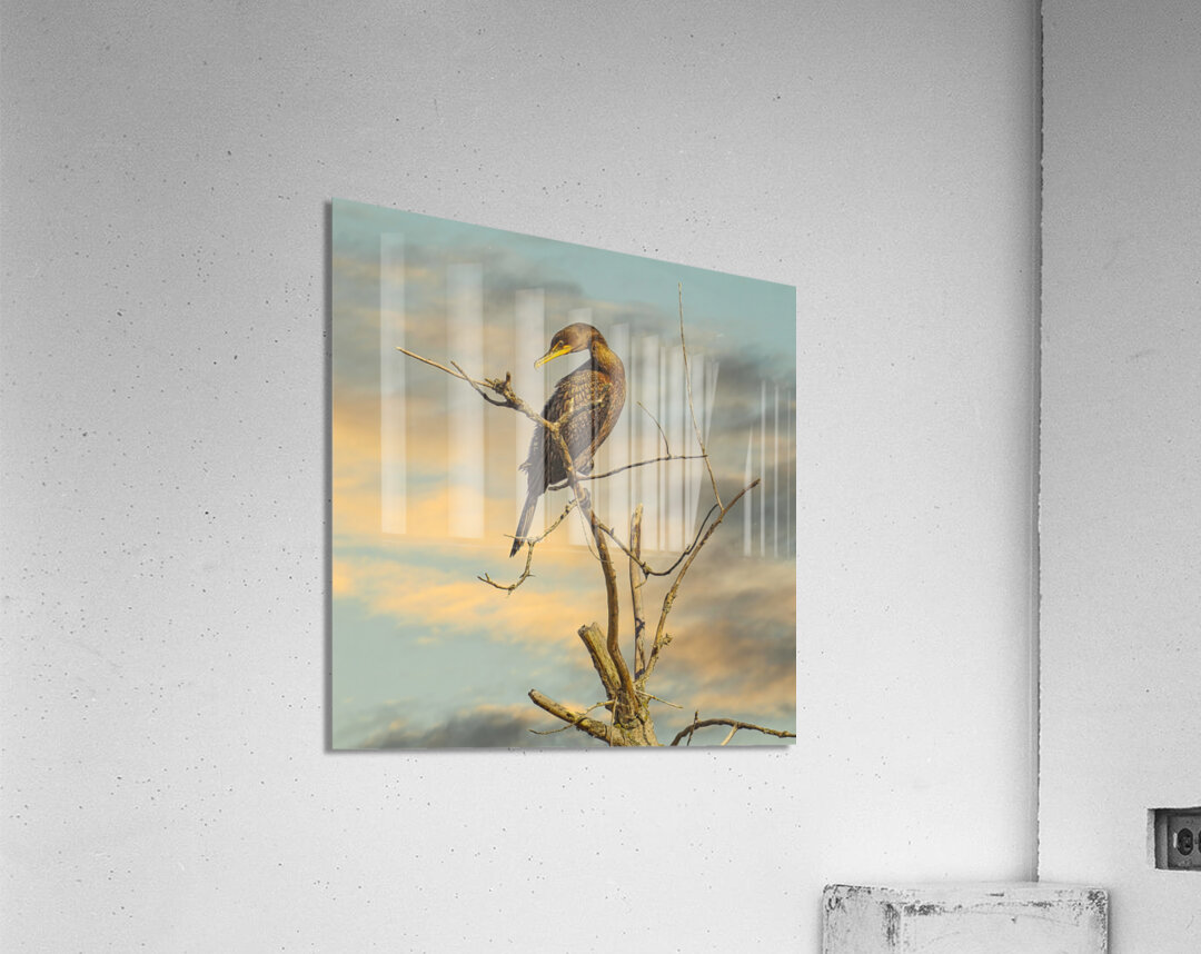 Cormorant at Dusk Acrylic Print