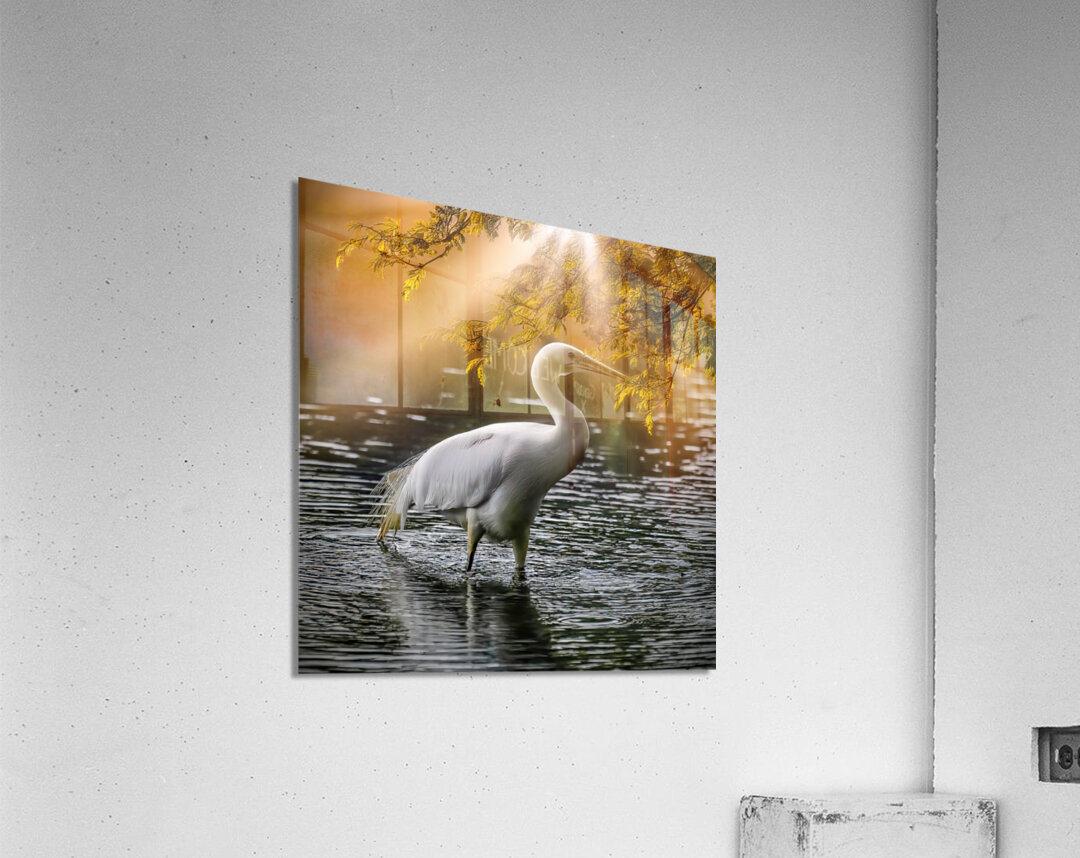 Egret on the hunt Acrylic Print