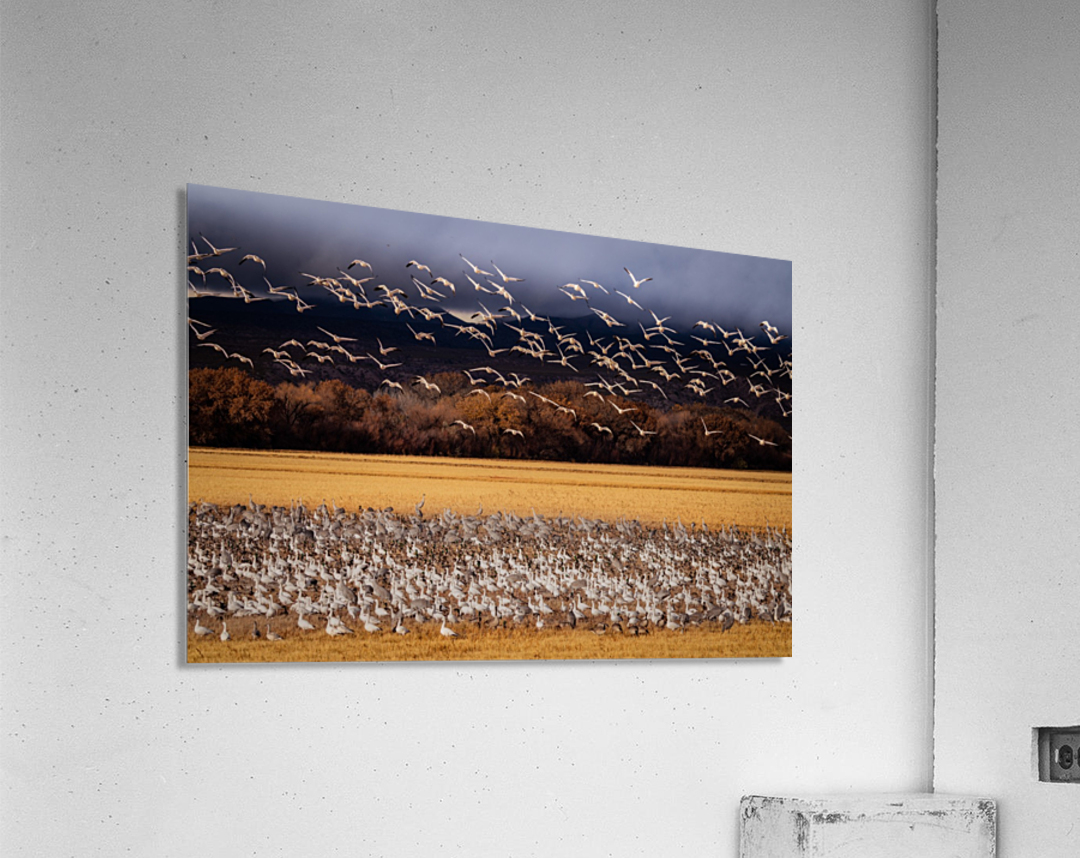 Snowbird Migration  Acrylic Print 