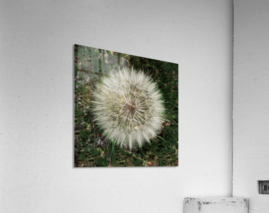 Dandelion Blow-ball Acrylic Print