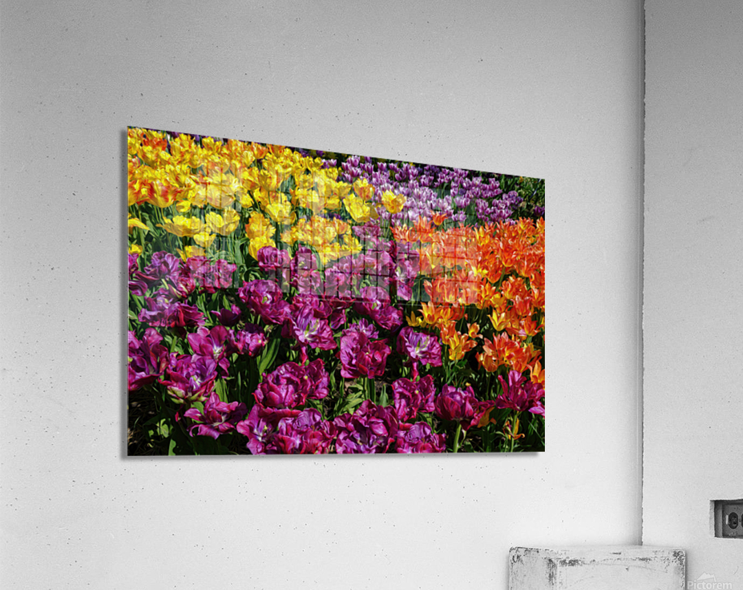 Red Tulip Mix  Acrylic Print 