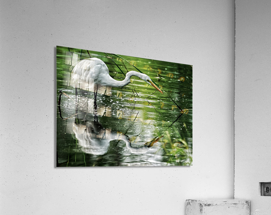 Feeding Egret  Acrylic Print 