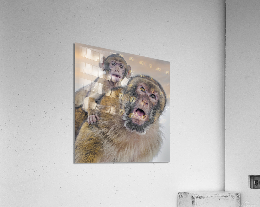  Barbary Macaques Monkey  Acrylic Print 