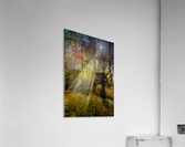 Forest Beams   Acrylic Print