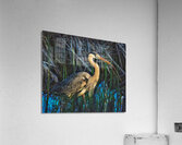 Heron in the morning  Acrylic Print