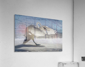 Swan on Guard  Acrylic Print