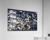 Swan Lift-Off  Acrylic Print