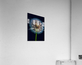 Dandelion Burst  Impression acrylique