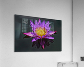 Purple pond Lilly  Impression acrylique