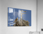 Nesting osprey  Impression acrylique
