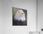 Bald eagle   Impression acrylique