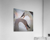 Pecking Swans  Impression acrylique