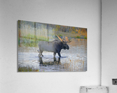 Bull moose in Wyoming  Acrylic Print