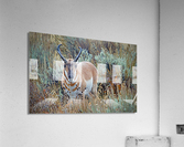 Pronghorn Antelope  Impression acrylique