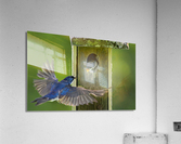 Tree swallows feeding  Acrylic Print