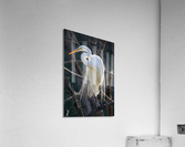 White egret  Impression acrylique