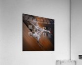 Sandhill in-flight motion  Acrylic Print